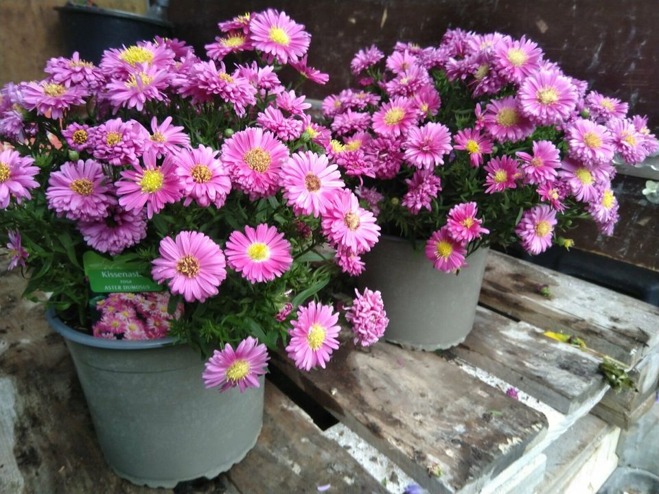 Kissen Aster / Aster dumosus / Staude / Winterhart in Bocholt