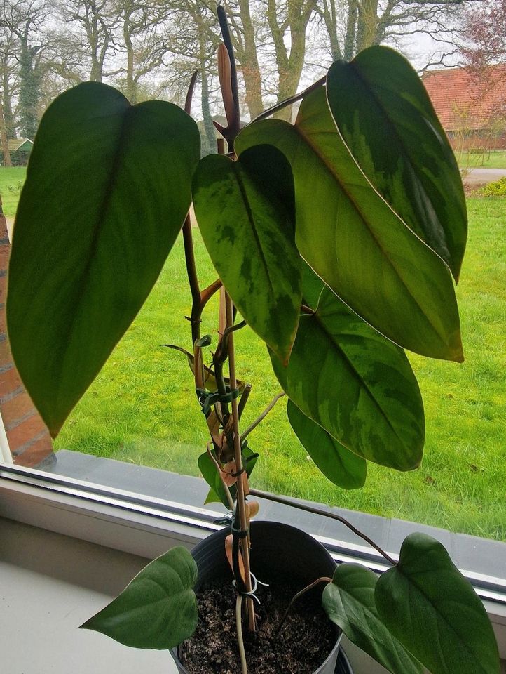 Philodendron Red Emerald verschiedene Ableger im Topf in Hoogstede