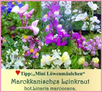 ♥ Marokkanisches Leinkraut Mix Mini Löwenmäulchen,Samen, Garten Eimsbüttel - Hamburg Schnelsen Vorschau