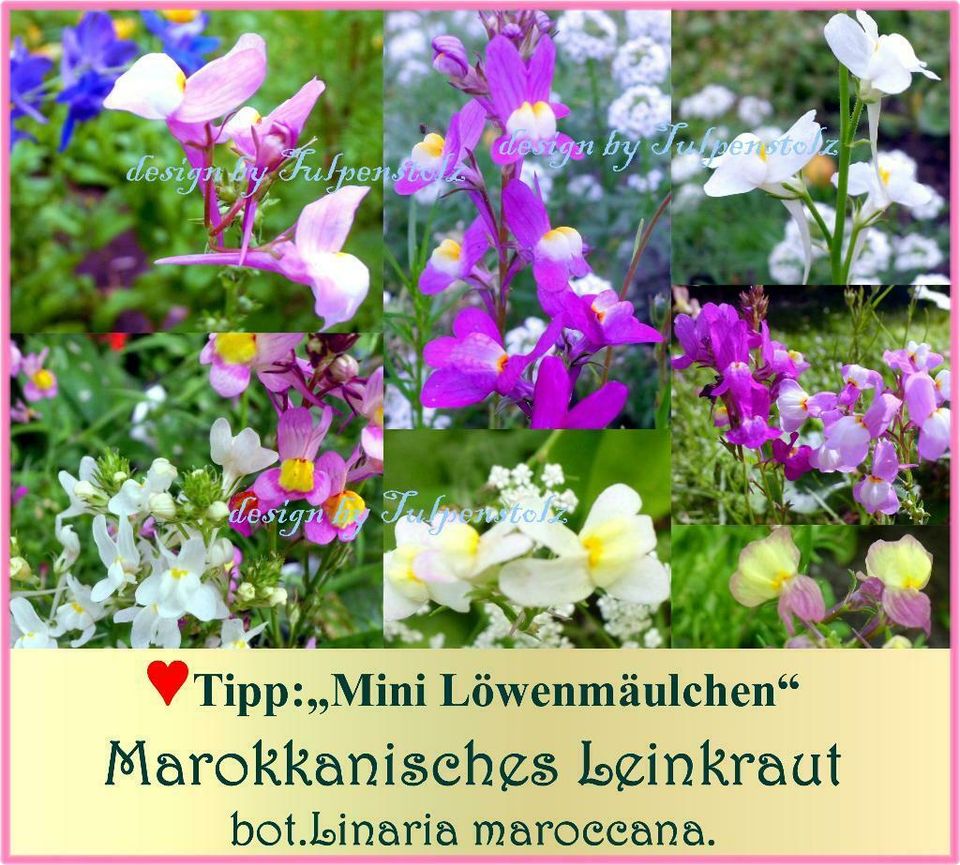♥ Marokkanisches Leinkraut Mix Mini Löwenmäulchen,Samen, Garten in Hamburg