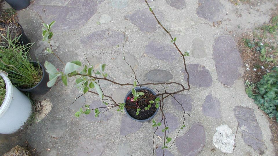 wurzelechte quitte quitten apfelquitte quittenbaum baum 100 cm in Frickingen