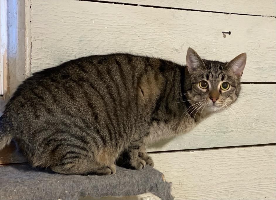 Tierschutz Kater Spencer sucht liebevolles Zuhause! in Hamburg