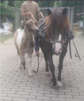 Pony-Stute mit Stutfohlen, Shetty Rheinland-Pfalz - Scheibenhardt Vorschau