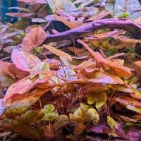 Nymphaea gardneriana "Santarem" Baden-Württemberg - Mannheim Vorschau