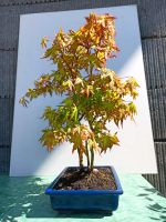 Bonsai Jap. Fächerahorn Acer palmatum 39 € Abholung Rheinland-Pfalz - Waldrohrbach Vorschau