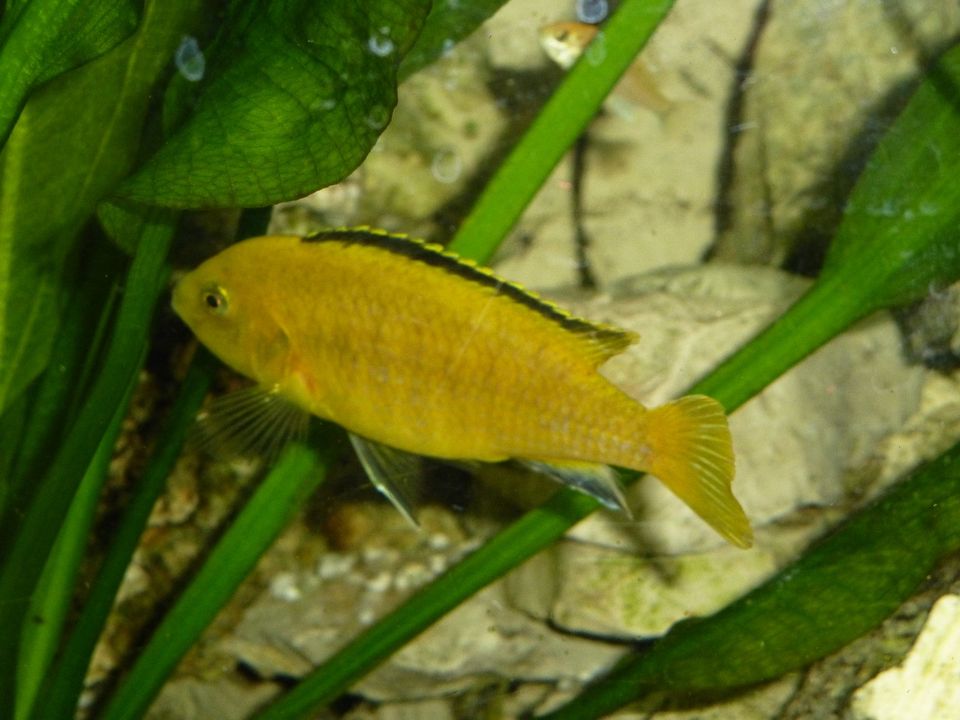 Labidochromis Yellow in Steinhagen