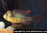 Gymnogeophagus mekinos Bayern - Raubling Vorschau