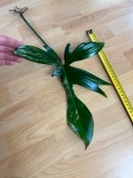 Philodendron Florida Beauty verkauft Leipzig - Leipzig, Zentrum-Nord Vorschau