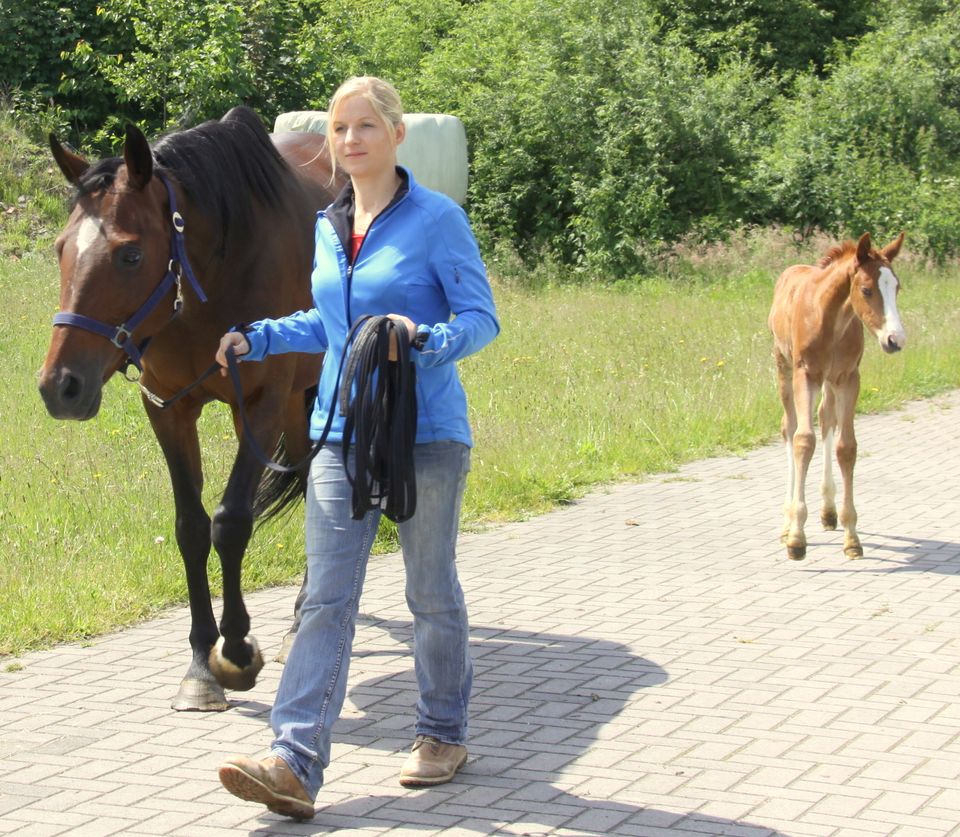 Pferdetraining, Verladen,Jungpferde-, Fohlentraining, Anlongieren in Aachen