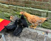 Marans, Bielefelder Kennhuhn, Henne Nordrhein-Westfalen - Wadersloh Vorschau