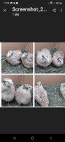 Aktuell  vom 22.04.24 Legewachteln Wachteln Hennen Hühner Nordrhein-Westfalen - Reichshof Vorschau