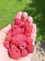 Himbeeren Setzlinge Ableger Busche Aubing-Lochhausen-Langwied - Aubing Vorschau