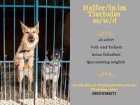 Helfer/in im Tierheim gesucht (m/w/d) Pankow - Prenzlauer Berg Vorschau