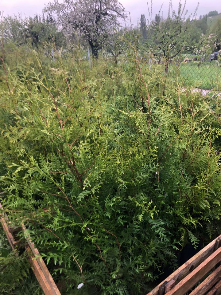 Schnellwachsende Hecke: Thuja Brabant 120-140 cm in Obersulm