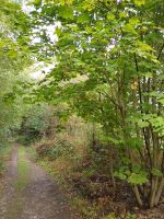 Wald / Waldfläche zwischen Schwabach und Regelsbach Bayern - Schwabach Vorschau