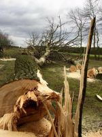 Baum Sturmschaden Sturmschadenbeseitigung Windbruch Baumfällung Mecklenburg-Vorpommern - Stralsund Vorschau