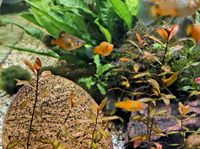 Platy Aquarium Fische Niedersachsen - Börger Vorschau