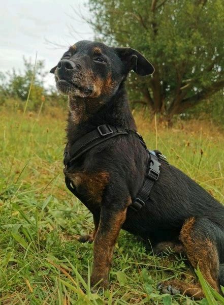 CURRITO Dackel Pinscher Mischling Rüde Tierschutz Hund in Sassenberg