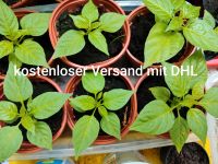 Chili Pflanzen viele Sorten Aji Charapita, Habanero, Starfish, Baden-Württemberg - Mannheim Vorschau