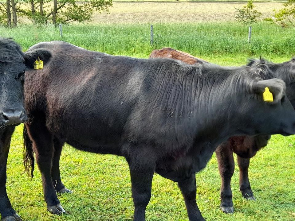 Welsh Black Herdbuch unsere Philosophie MIT LIEBE GEZÜCHTET in Bockenem