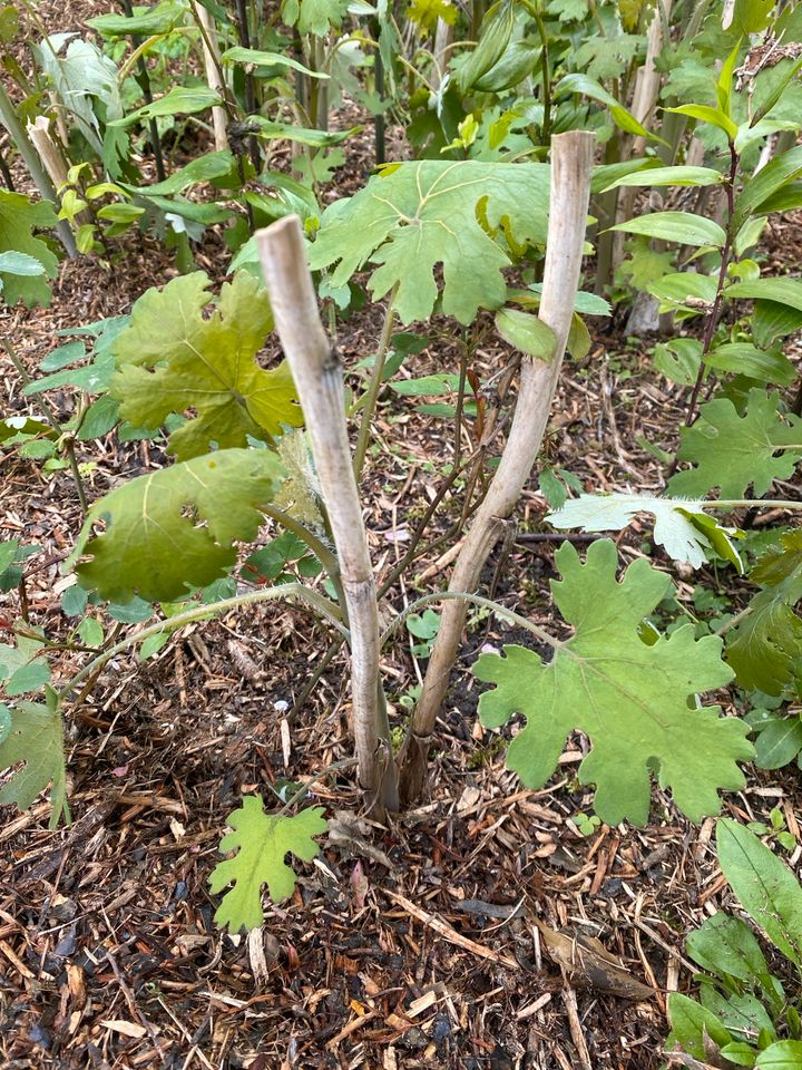 Federmohn, Sichtschutz, Solitär in Treplin