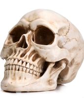 Neuer Totenkopf Totenschädel halloween skull gothic Düsseldorf - Bilk Vorschau