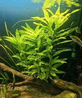 Aquarium: Wasserpflanze Riesenwasserfreund (Nomaphila siamensis) Dresden - Südvorstadt-Ost Vorschau