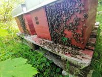 Bienenvolk, Ableger auf Dadant Maß Rheinland-Pfalz - St Katharinen Vorschau