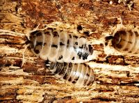 Porcellio laevis panda Asseln Hamburg-Nord - Hamburg Winterhude Vorschau