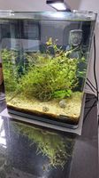 Dennerle Nano Cube 20 Liter - Mini Aquarium Sachsen - Bretnig-Hauswalde Vorschau