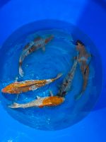 Japan Koi Oshiba 35- 41 cm Züchter Aoki Japan Nordrhein-Westfalen - Brühl Vorschau