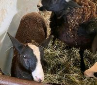 Zwartbles Lämmer zu verkaufen Niedersachsen - Freren Vorschau