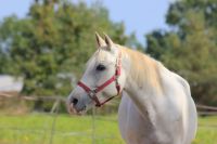 Pferd erleben / Reiten lernen / Reiten verbessern Bayern - Höchstadt Vorschau