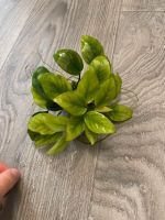 anubias nana Berlin - Lichtenberg Vorschau