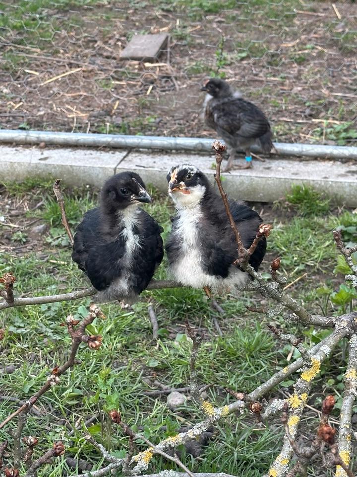 UPDATE Die Küken sind da, Blumi‘s und Eastereggs in Erfurt