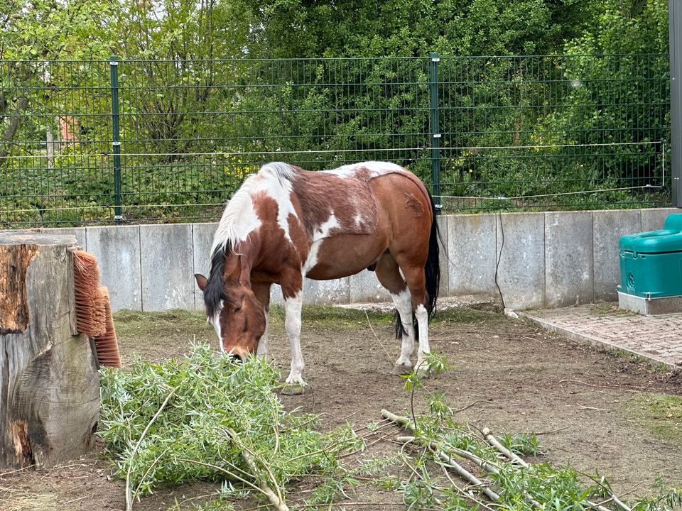 Ponywallach, 1,25m Kinderpony, nur an die See in Brakel