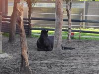 Pony Ponys gesucht Niedersachsen - Damme Vorschau