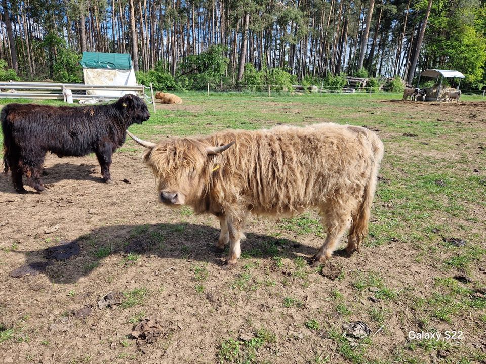 Highland Cattle weiblich Hochlandrind Jungrind Färse Kuh in Burgthann 