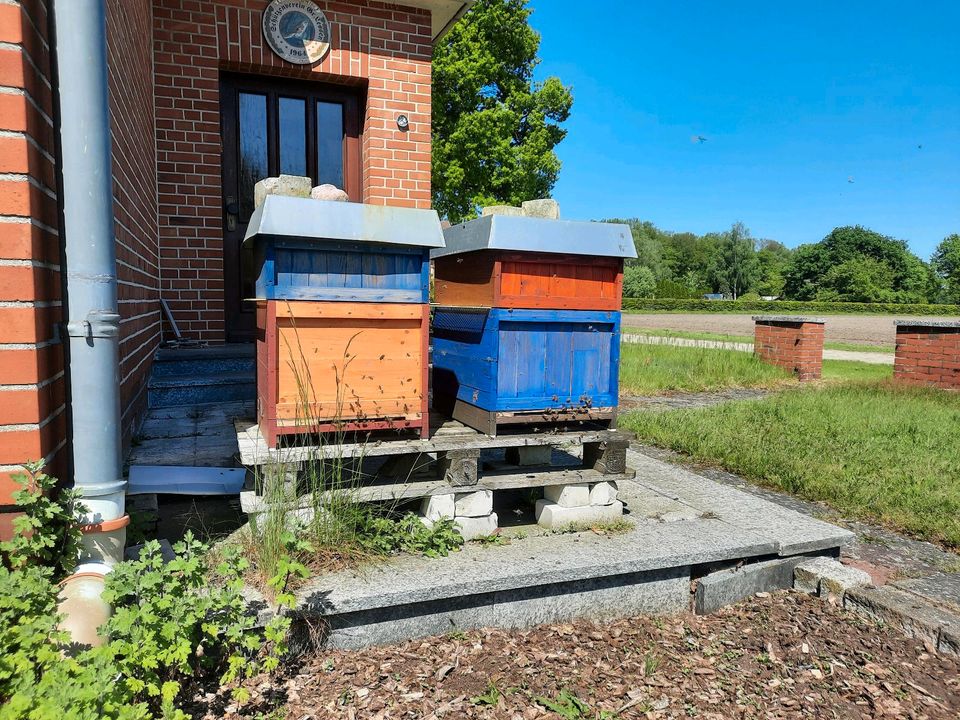 Bienenvölker - Bienen - Kunstschwarm in Sulingen