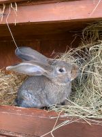 Kaninchen Deutsche Riesen Wildfarbend Jungtiere Rammler Niedersachsen - Hepstedt Vorschau