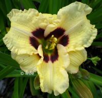 Hemerocallis Taglilie " Siloam Ury Winniford  "  2 F Köln - Merkenich Vorschau