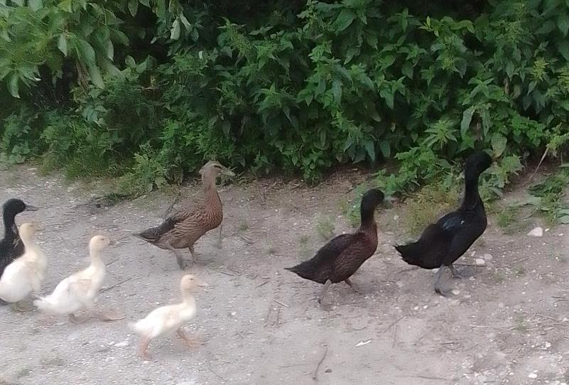 kalkmurmeln Enten Cayuga Pommernenten Schopfenten Laufenten in Mühldorf a.Inn