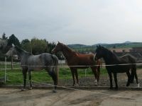 Pferdebox mit Paddock für verträgliches Pferd/Pony Sachsen - Eibau Vorschau