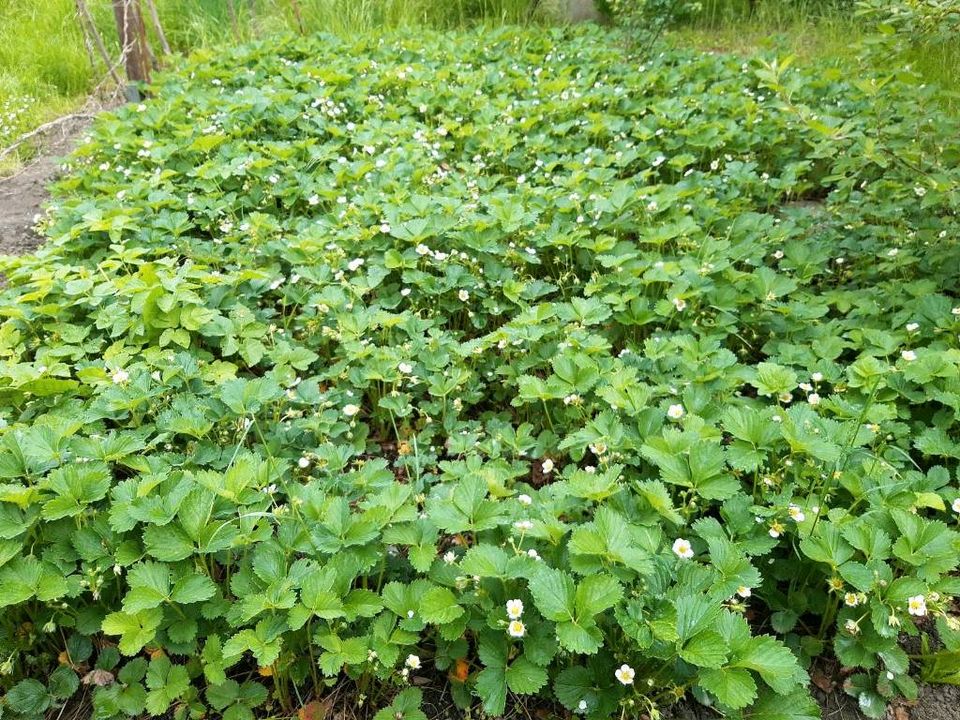 10 Erdbeerpflanzen für 9 € Erdbeeren Sorte "Korona" in Leipzig