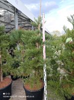 Edel Sequoiadendron giganteum Riesenmammutbaum Mammutbaum 1,75-2m Nordrhein-Westfalen - Nordkirchen Vorschau