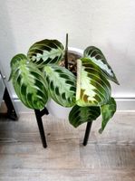 Anthurium bakeri (?) + Maranta massangeana black Baden-Württemberg - Fellbach Vorschau