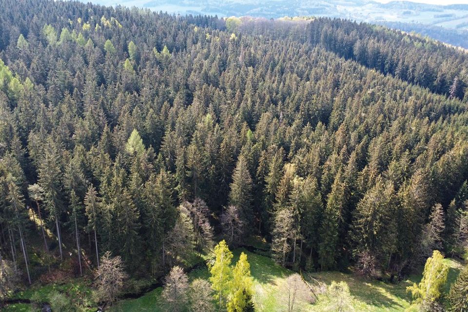 0,5 ha Waldgrundstück in Olbernhau