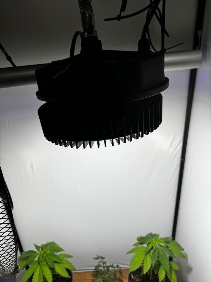 Growlampe 100w in Adendorf