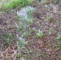 200 Krokus Samen, samenfest, Fliederfarben, Bio Nordrhein-Westfalen - Viersen Vorschau