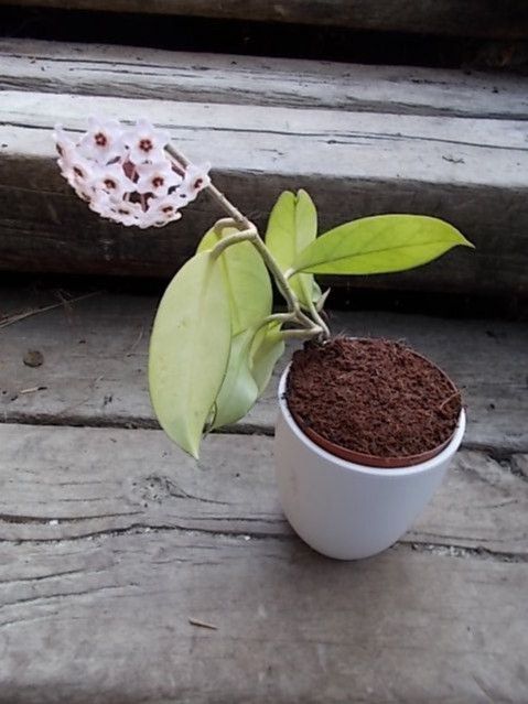 hoya carnosa seidenblume wachsblume seiden blume wachs zimmer in Frickingen